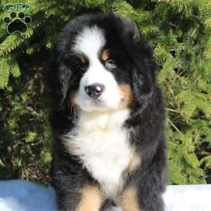 Atlas, Bernese Mountain Dog Puppy