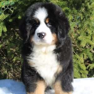 Atlas, Bernese Mountain Dog Puppy