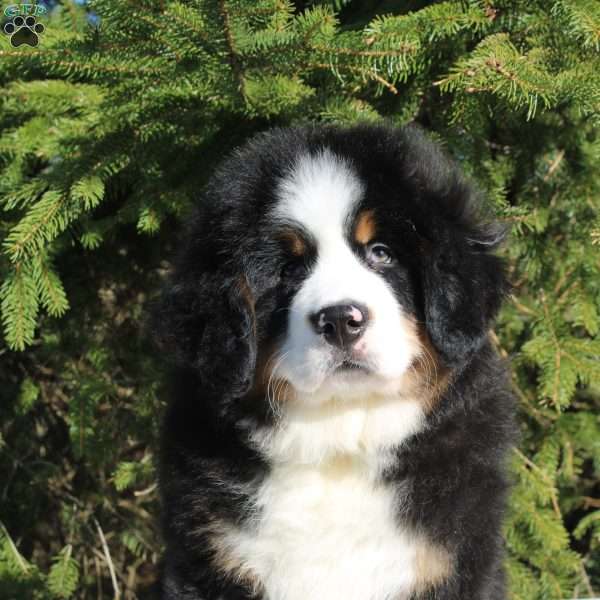 Atlas, Bernese Mountain Dog Puppy