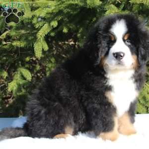 Atlas, Bernese Mountain Dog Puppy