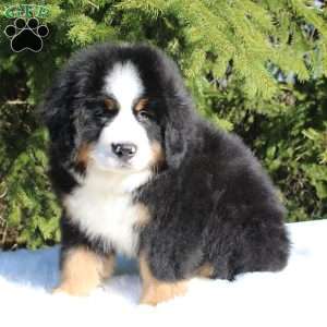 Atlas, Bernese Mountain Dog Puppy