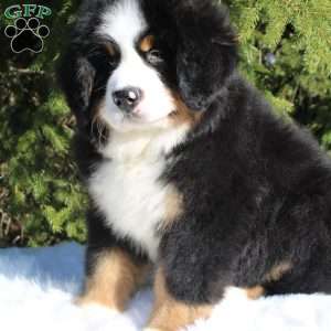 Atlas, Bernese Mountain Dog Puppy