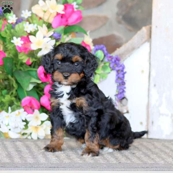 Audrey, Cavapoo Puppy