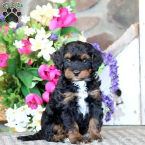 Audrey, Cavapoo Puppy