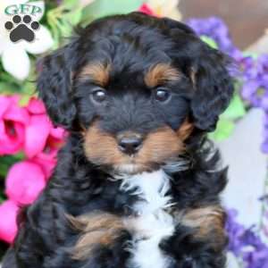 Audrey, Cavapoo Puppy