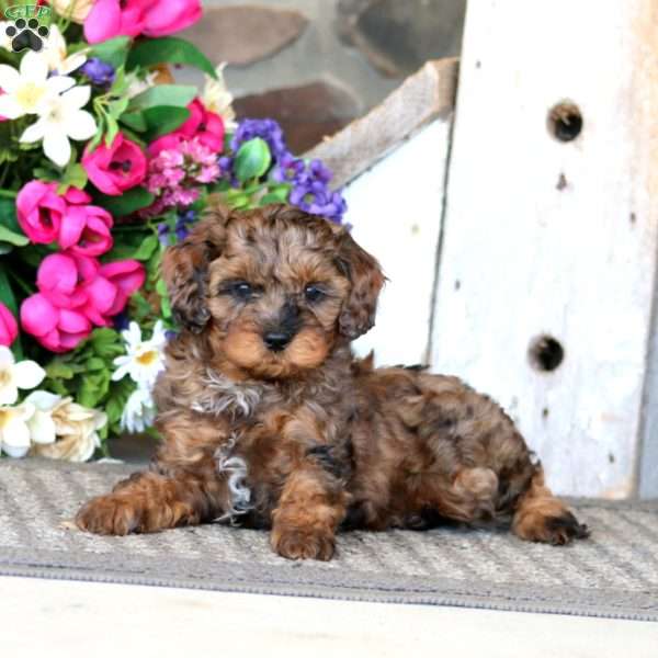 Austin, Cavapoo Puppy