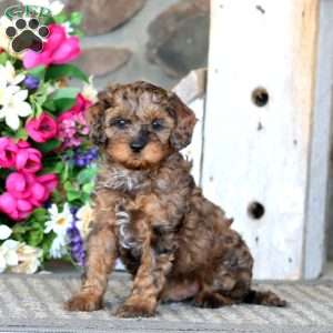 Austin, Cavapoo Puppy