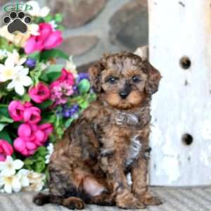 Austin, Cavapoo Puppy