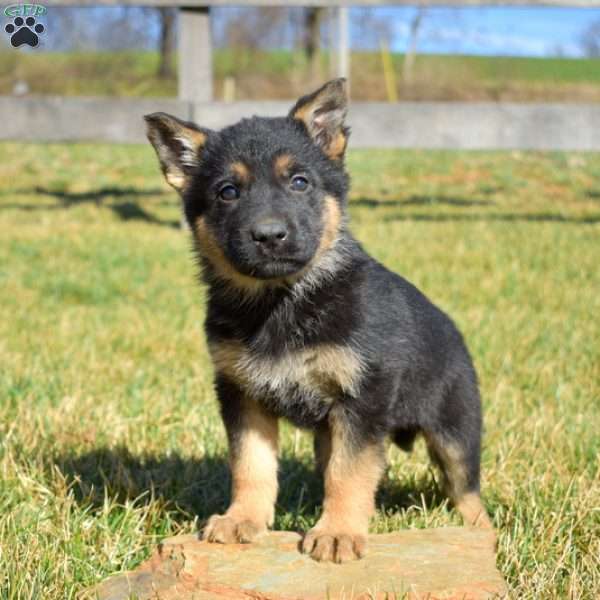 Ava, German Shepherd Puppy