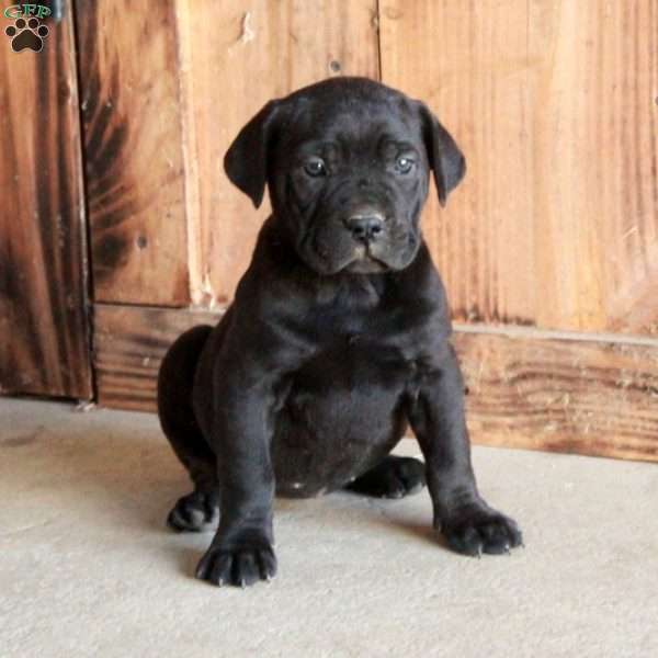 Ava, Cane Corso Puppy