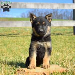 Ava, German Shepherd Puppy