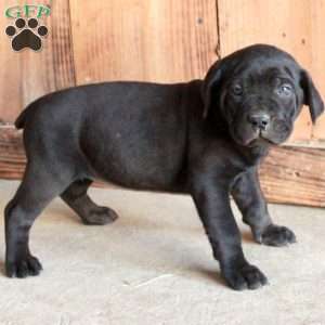 Ava, Cane Corso Puppy