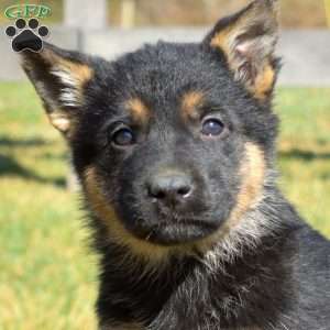 Ava, German Shepherd Puppy