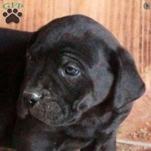 Ava, Cane Corso Puppy