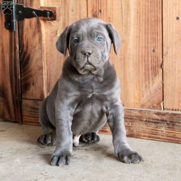 Axel, Cane Corso Puppy