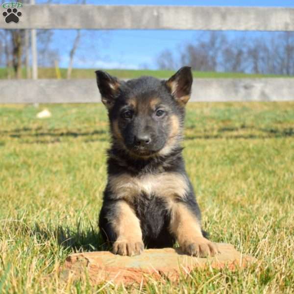 Axel, German Shepherd Puppy