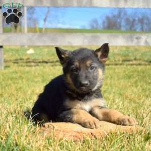 Axel, German Shepherd Puppy