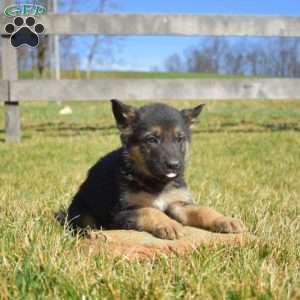 Axel, German Shepherd Puppy