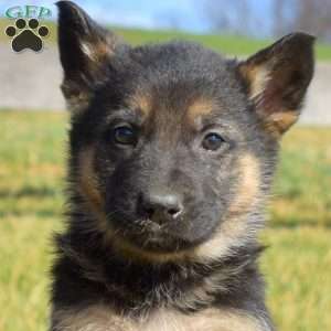 Axel, German Shepherd Puppy