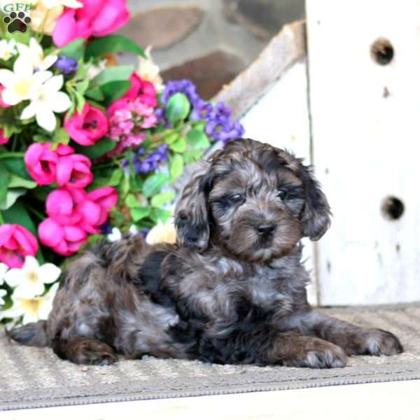 Axel, Cavapoo Puppy