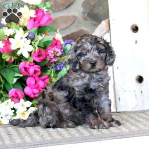 Axel, Cavapoo Puppy