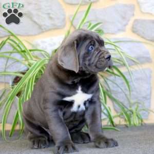 Axel, Cane Corso Puppy