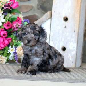 Axel, Cavapoo Puppy