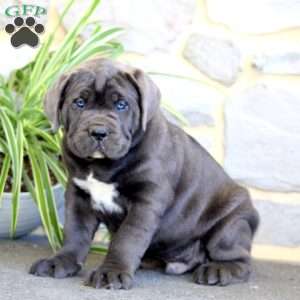 Axel, Cane Corso Puppy