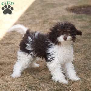 Licorice, Cavapoo Puppy