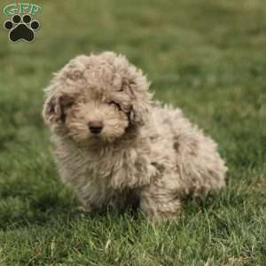 Lucas, Toy Poodle Puppy