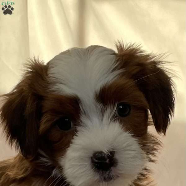 Bingo, Havanese Puppy