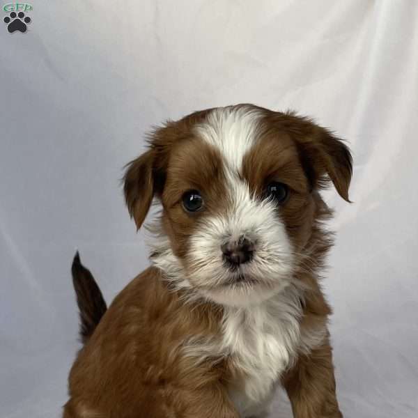 Buster, Havanese Puppy