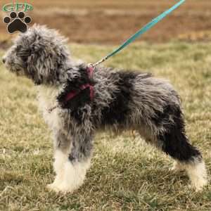 Tanner, Mini Sheepadoodle Puppy