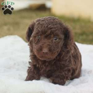 Leo, Toy Poodle Puppy