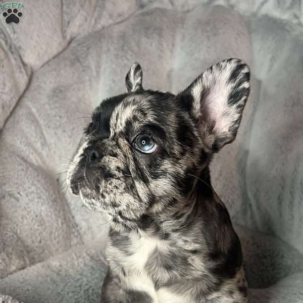 NEBULA, French Bulldog Puppy