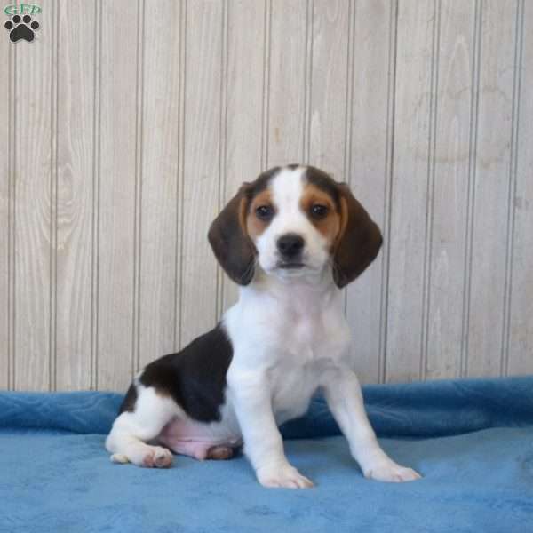 Badger, Beagle Puppy