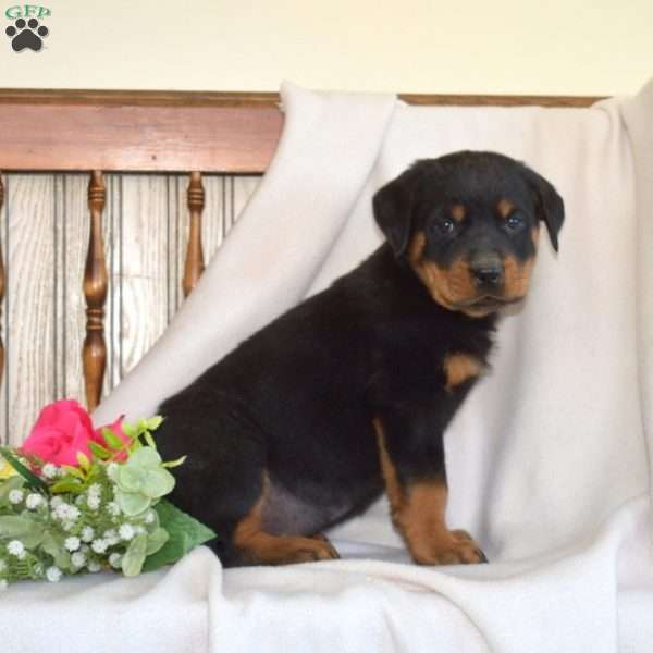 Badger, Rottweiler Puppy