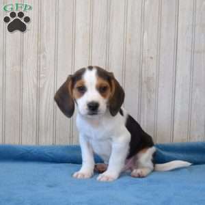 Badger, Beagle Puppy