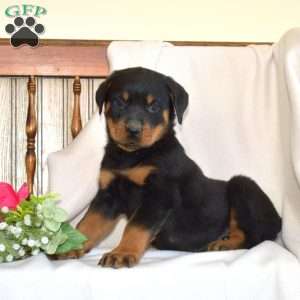 Badger, Rottweiler Puppy