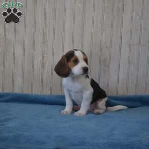 Badger, Beagle Puppy