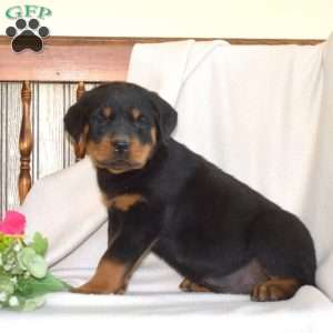 Badger, Rottweiler Puppy