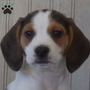 Badger, Beagle Puppy