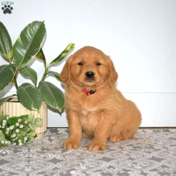 Bagel, Golden Retriever Puppy