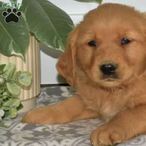 Bagel, Golden Retriever Puppy