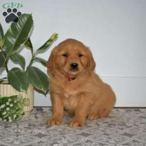 Bagel, Golden Retriever Puppy