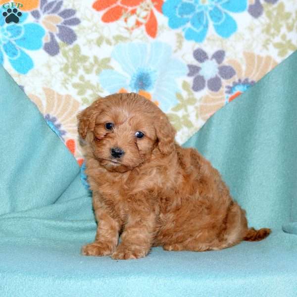 Bailey, Miniature Poodle Mix Puppy