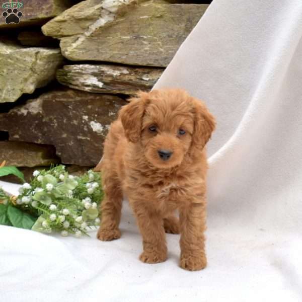 Bailey, Mini Goldendoodle Puppy