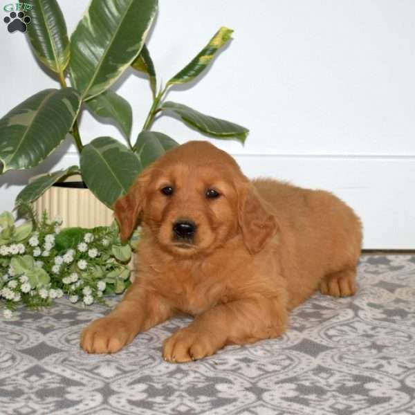 Bailey, Golden Retriever Puppy