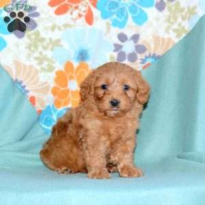 Bailey, Miniature Poodle Mix Puppy