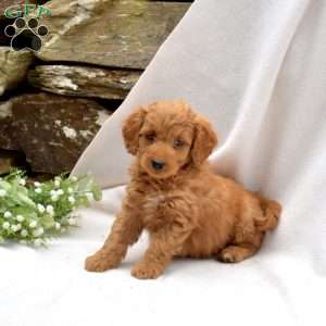 Bailey, Mini Goldendoodle Puppy